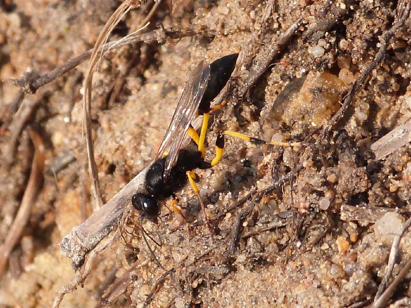 Sceliphron spirifex e Sceliphron caementarium insieme